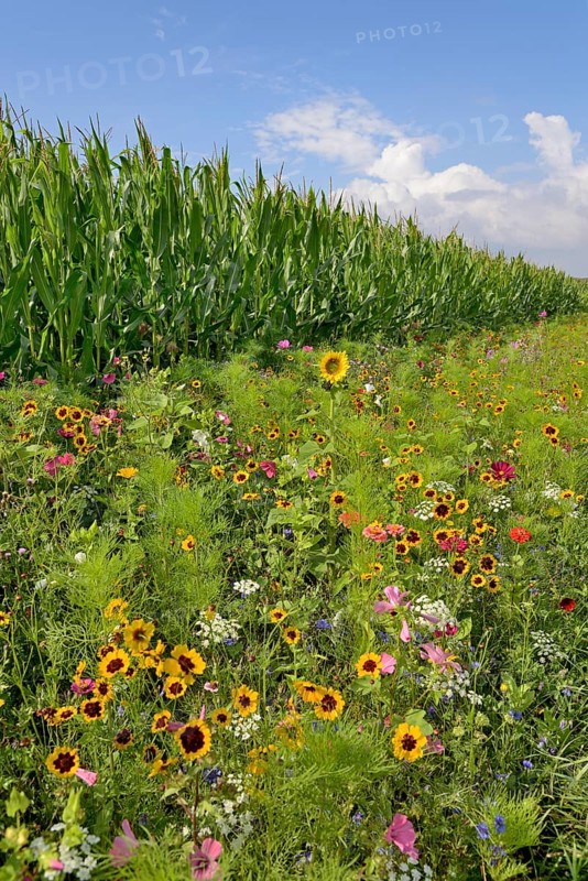 Colourful flowering strip