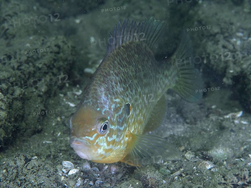 Pumpkinseed sunfish