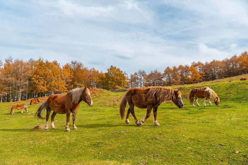 Mount Erlaitz with beautiful horses in freedom in the town of Irun
