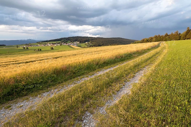 Barley field in the evening light