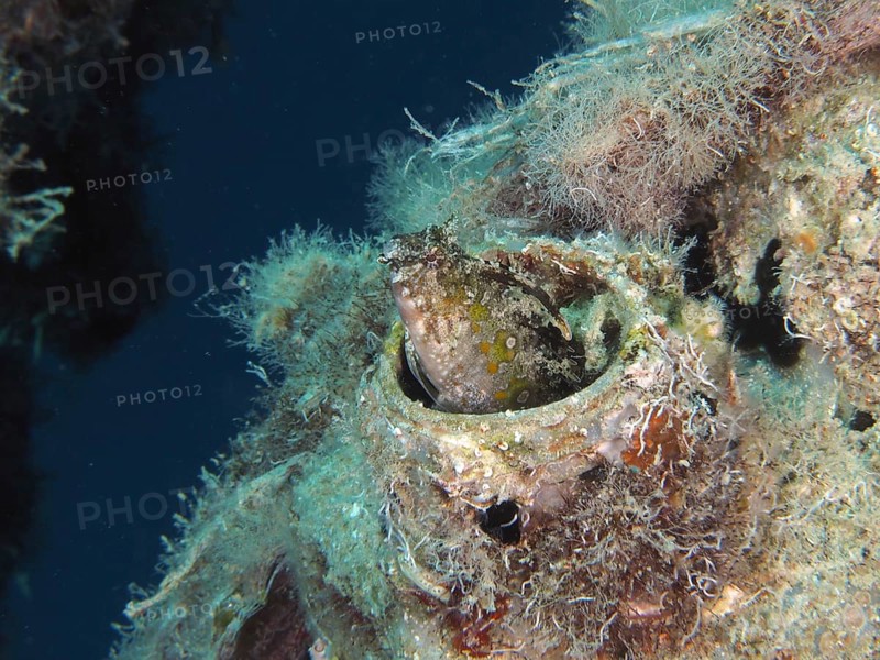 A sabre-toothed blenny