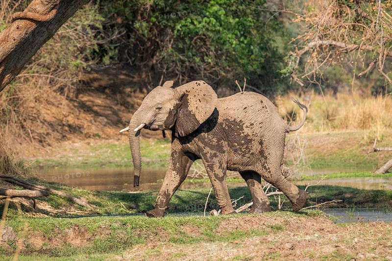 Baby elephant