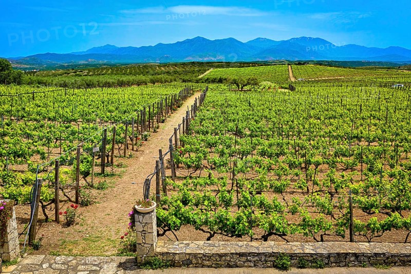 Beautiful landscape with vineyards and distant mountains