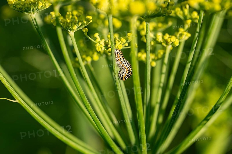 Young swallowtail