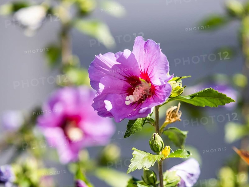 Common mallow