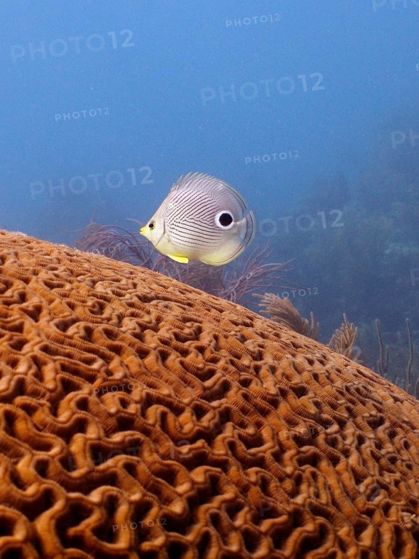 Four-eye butterflyfish