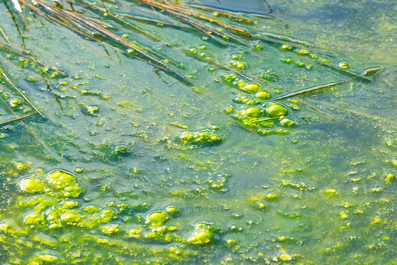 Algae