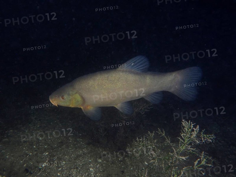 Tench