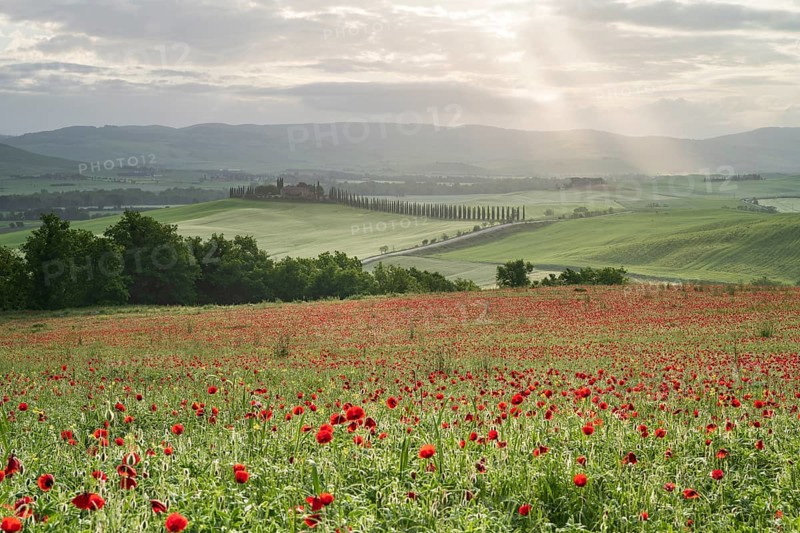 Poppy field in front of Poggio Covili estate with cypress