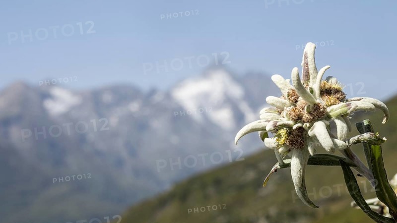 Alpine edelweiss