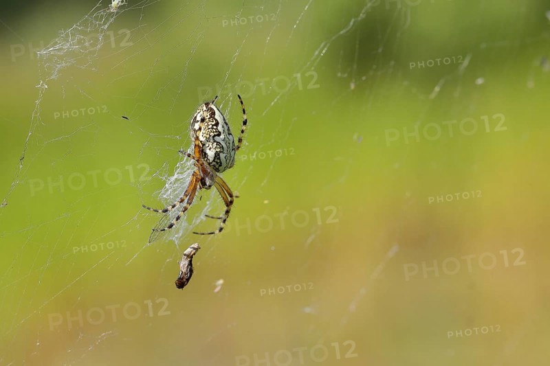 Oak leaf spider