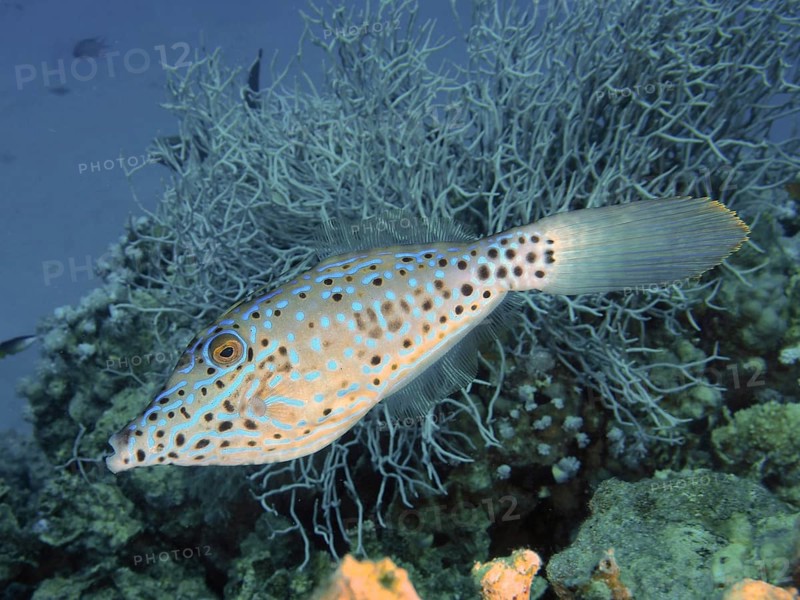 Scrawled filefish