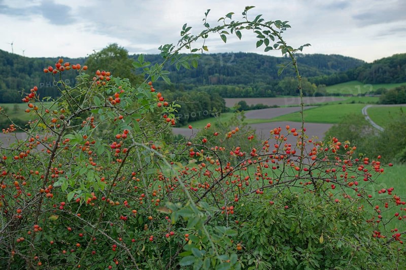 Rosehip
