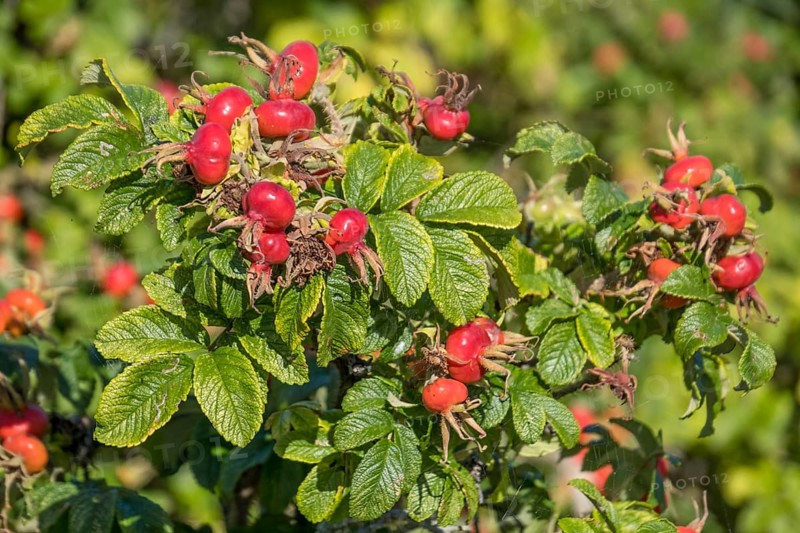 Rosehip of the rugosa rose