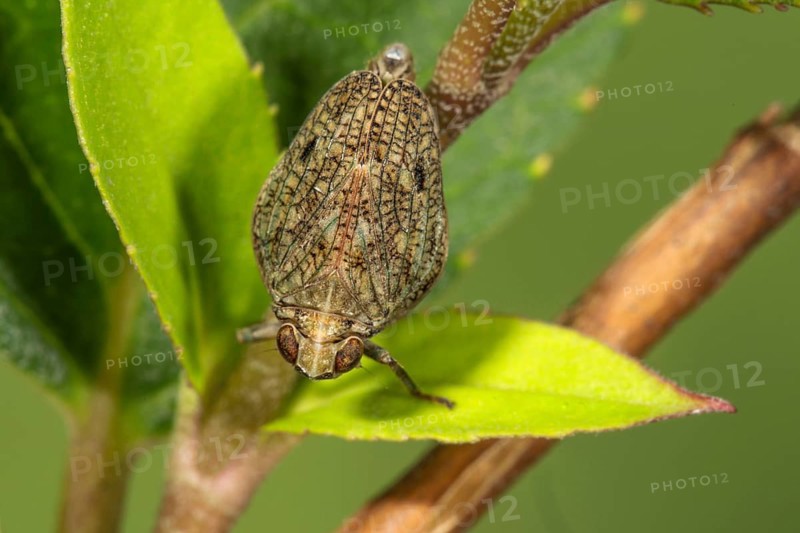 Beetle cicada