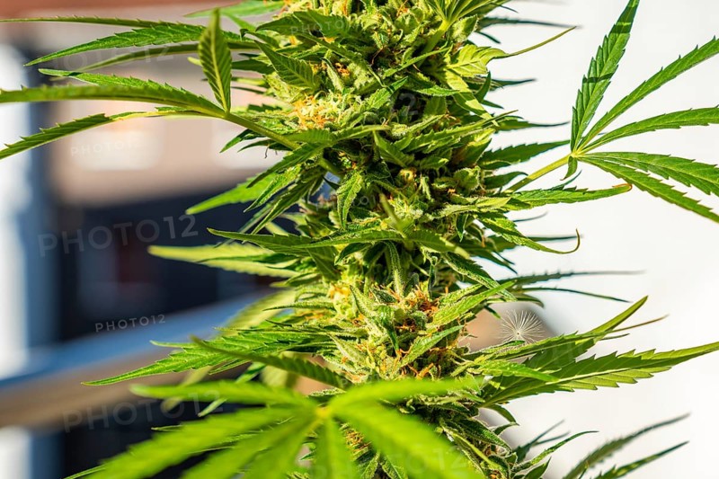 Marijuana buds surrounded by leaves. The medicinal cannabis plant seen up close. Critical is a cross between Afghani and Skunk