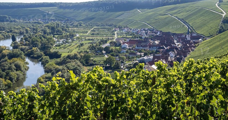 View from Vogelsburg Castle on the Main Loop towards Escherndorf