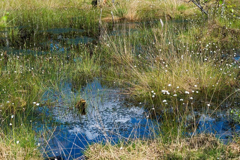 Scheiden-Wollgras or Scheidiges Wollgras