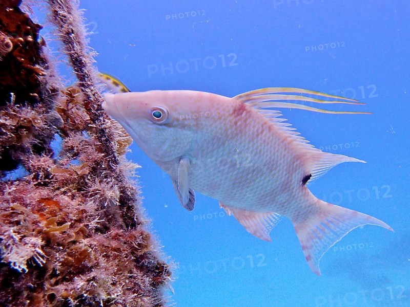 Hogfish
