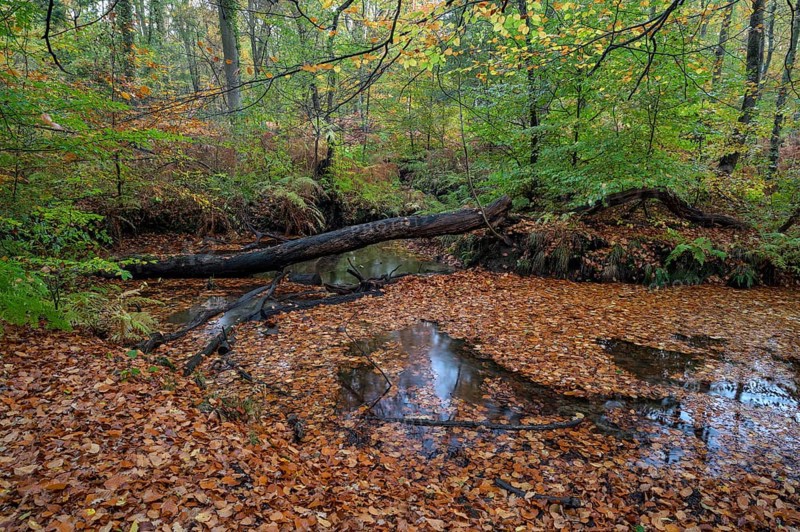 Stream in autumn