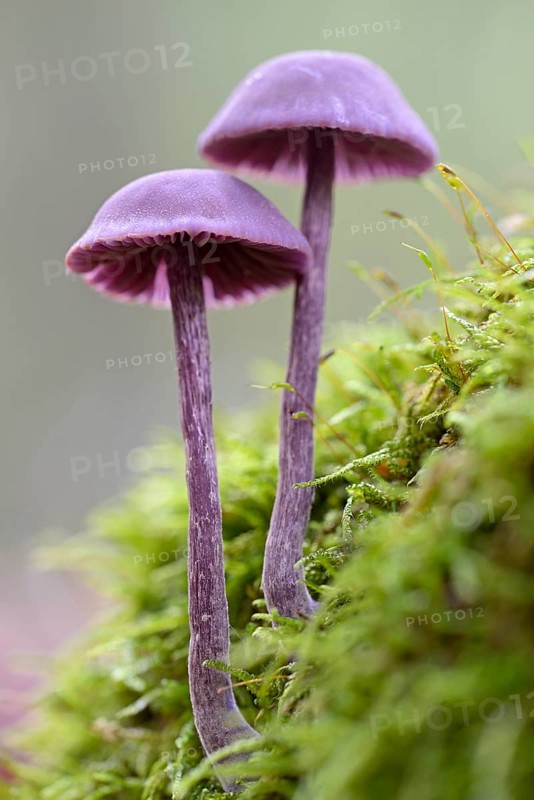 Amethyst deceiver
