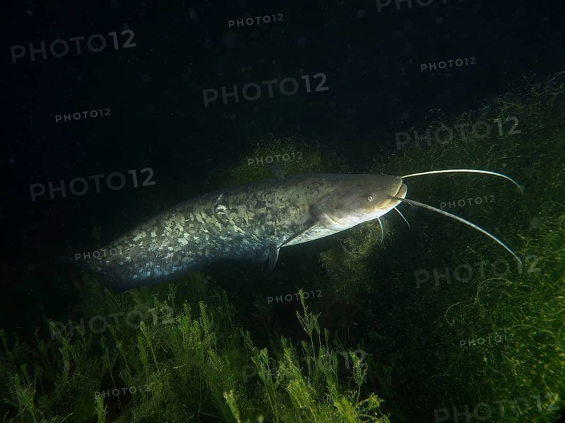 Catfish