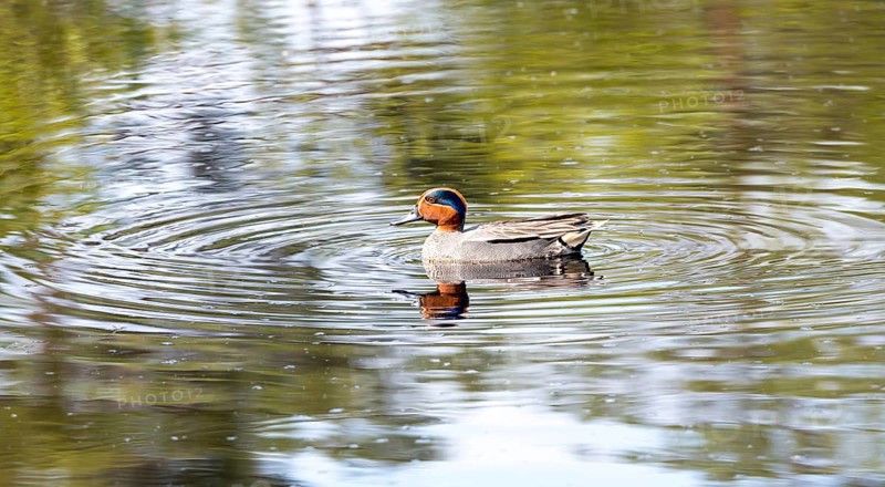 Common eurasian teal
