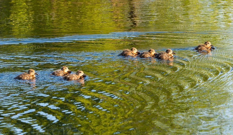 7 eurasian teals