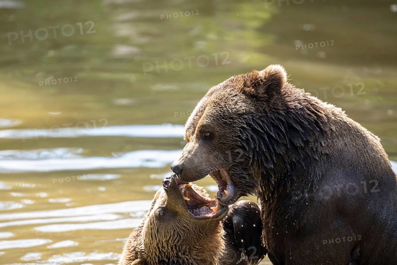 Brown bear in the animal enclosure