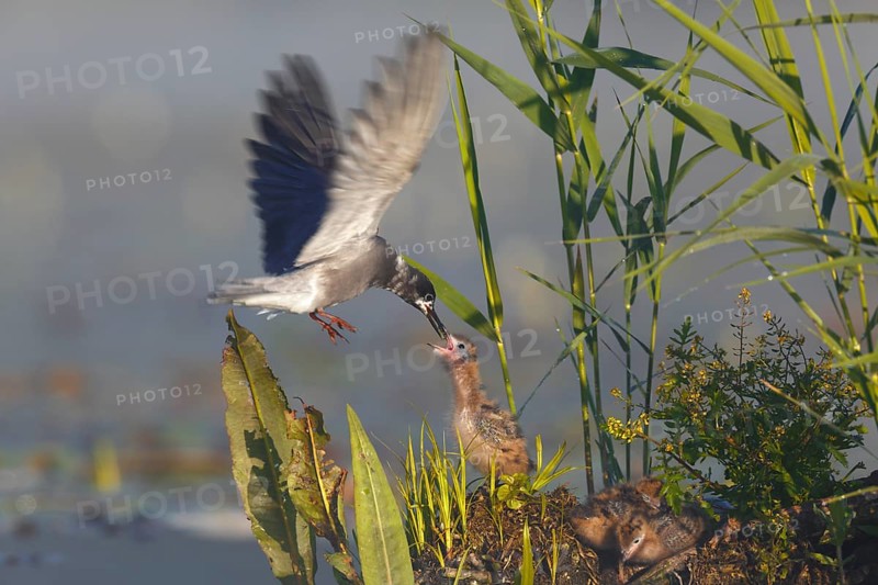 Black Tern
