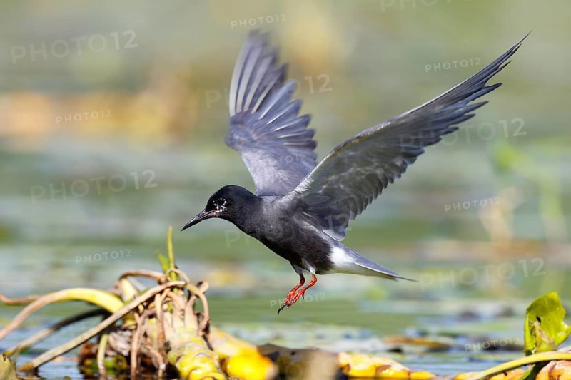 Black Tern