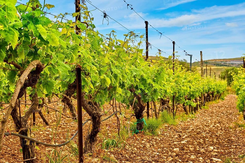 Beautiful landscape with rows of vines and distant mountains