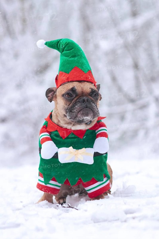 French Bulldog dog wearing a traditional cute Christmas elf costume with arms holding present in white snow winter landscape