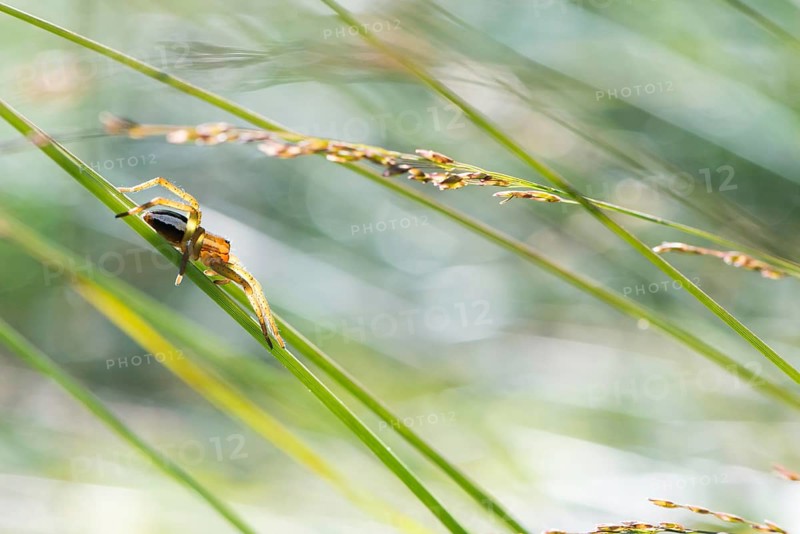 Raft spider