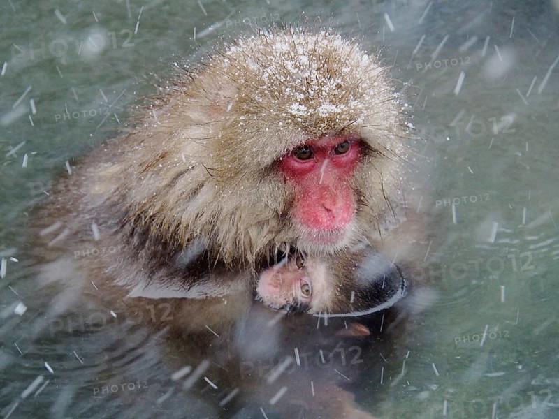 A snow monkey