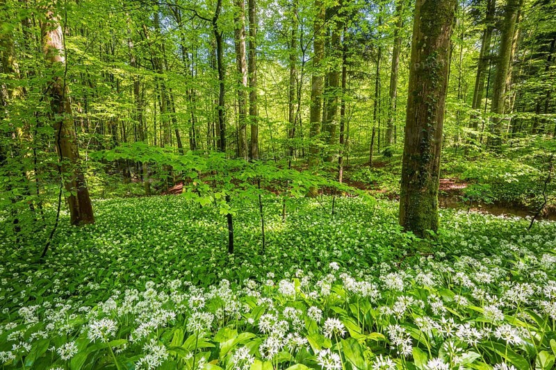Blooming ramson