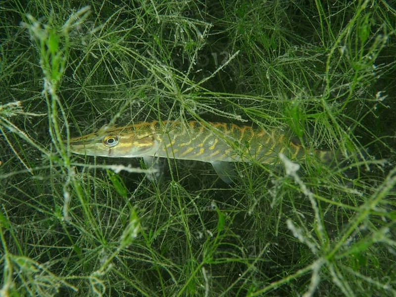 Pike