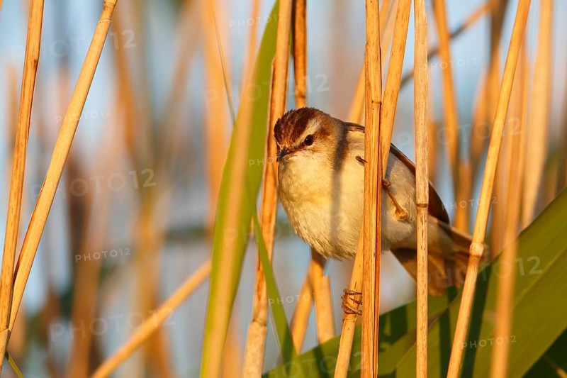 Sedge warbler