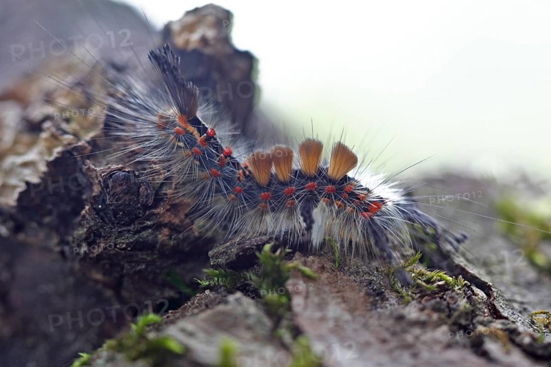 Blackthorn brush moth