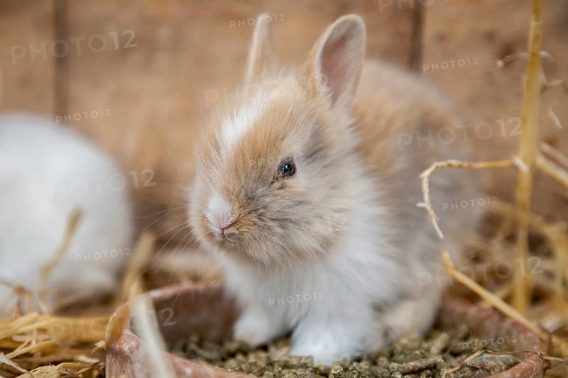 Pygmy rabbit