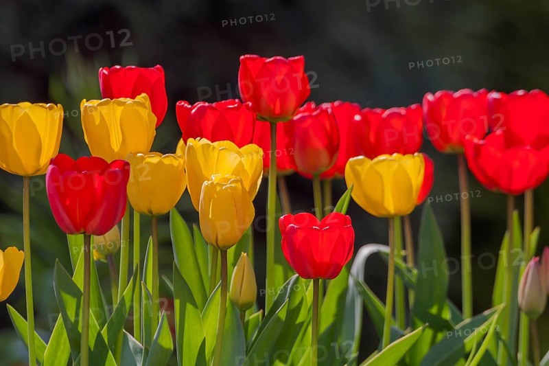 Yellow and red tulips