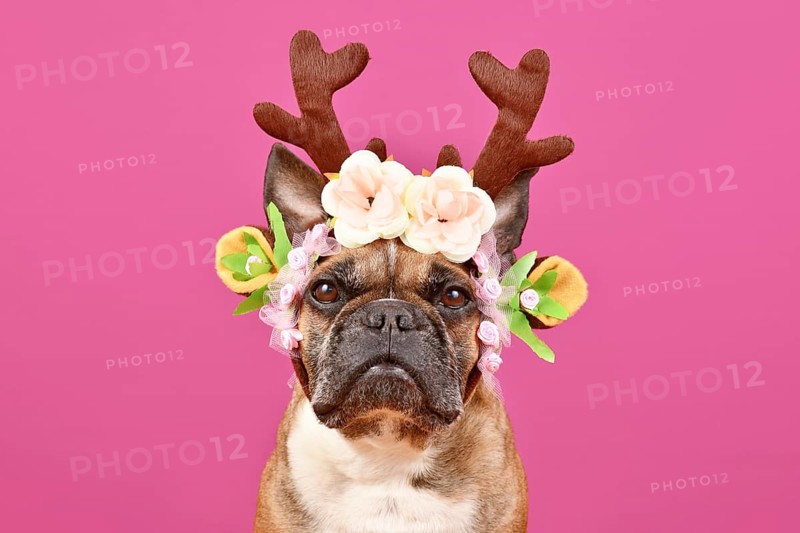 Fawn French Bulldog dog wearing red Christmas reindeer antler headband with flowers in front of pink background