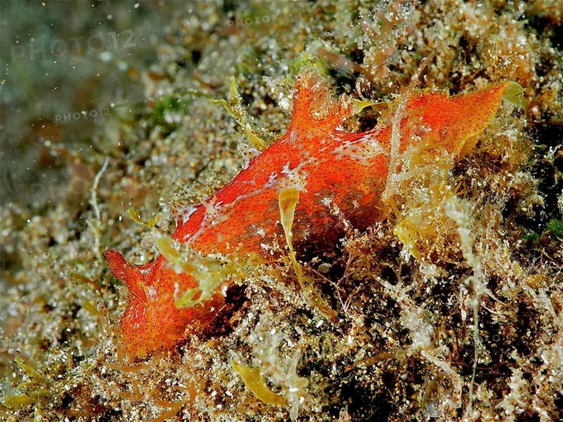 Madeira nudibranch
