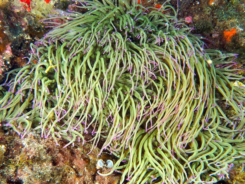 Opelet anemone