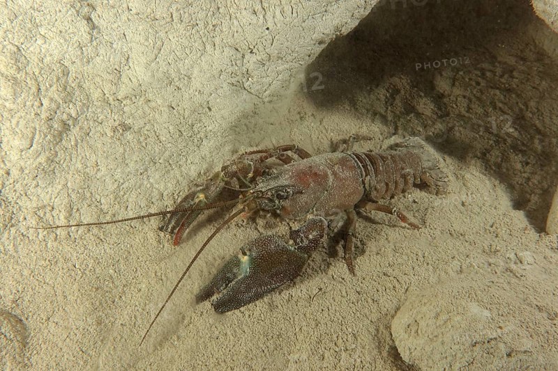 European crayfish