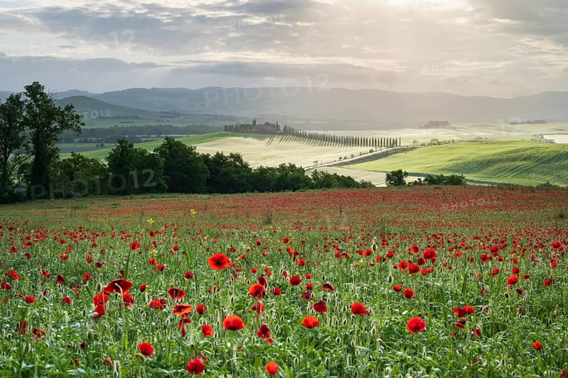 Poppy field in front of Poggio Covili estate with cypress