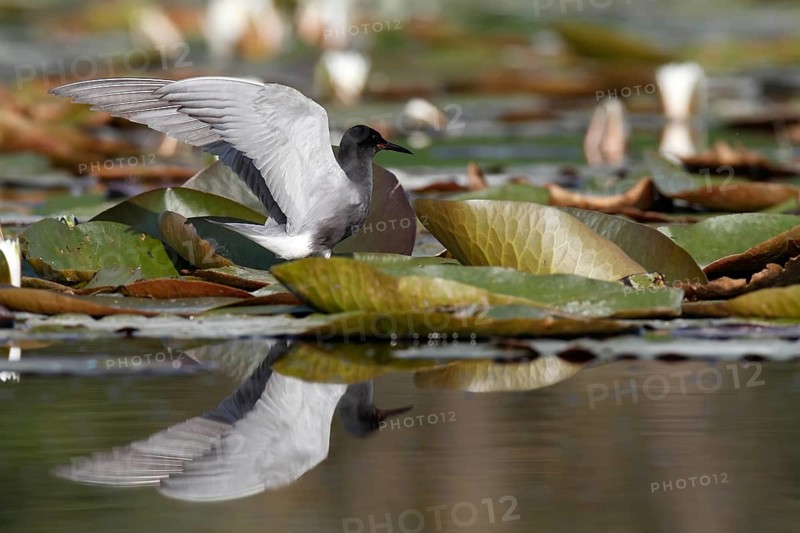 Black Tern