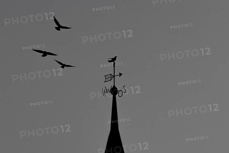 Three crows circle the top of a church tower in Frankfurt am Main