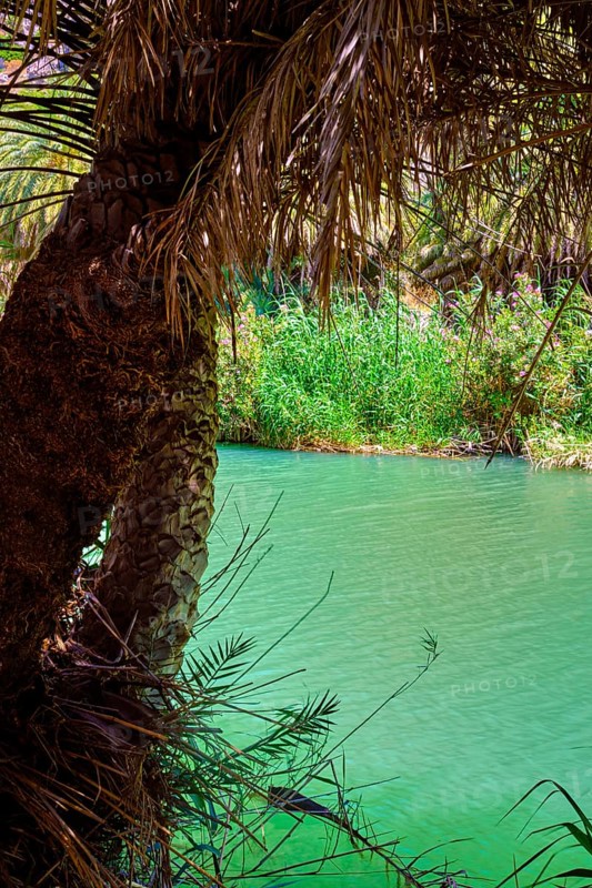 Preveli palm forest