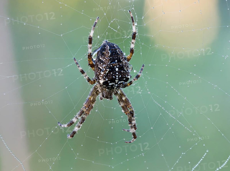European garden spider